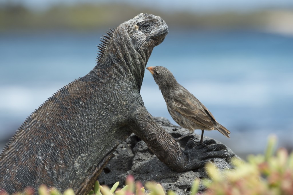 Tengeri leguán és kis földipinty a Galápagos-szigeteken (Fotó: AFP)